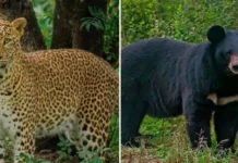 उत्तराखंड में 16 लेपर्ड और भालुओं को सजा-ए-मौत का ऐलान, 1 आदमखोर मार गिराया